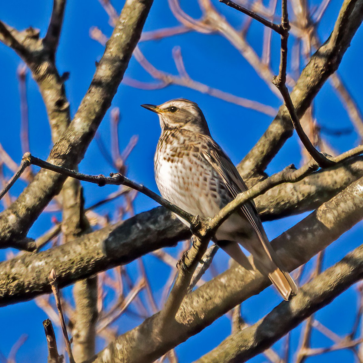 Dusky/Naumann's Thrush - ML645634687