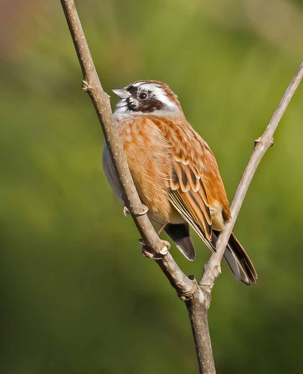 Meadow Bunting - ML645634690