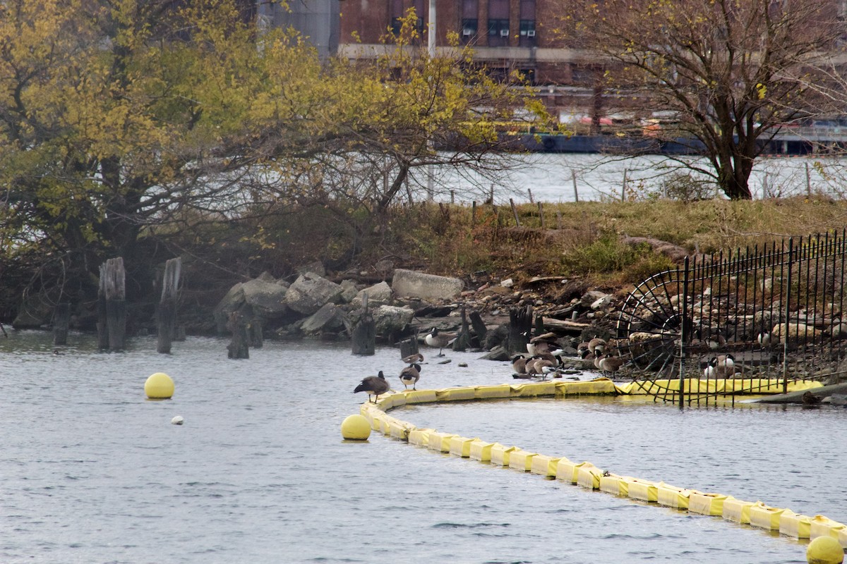 Нерозень - ML645634691