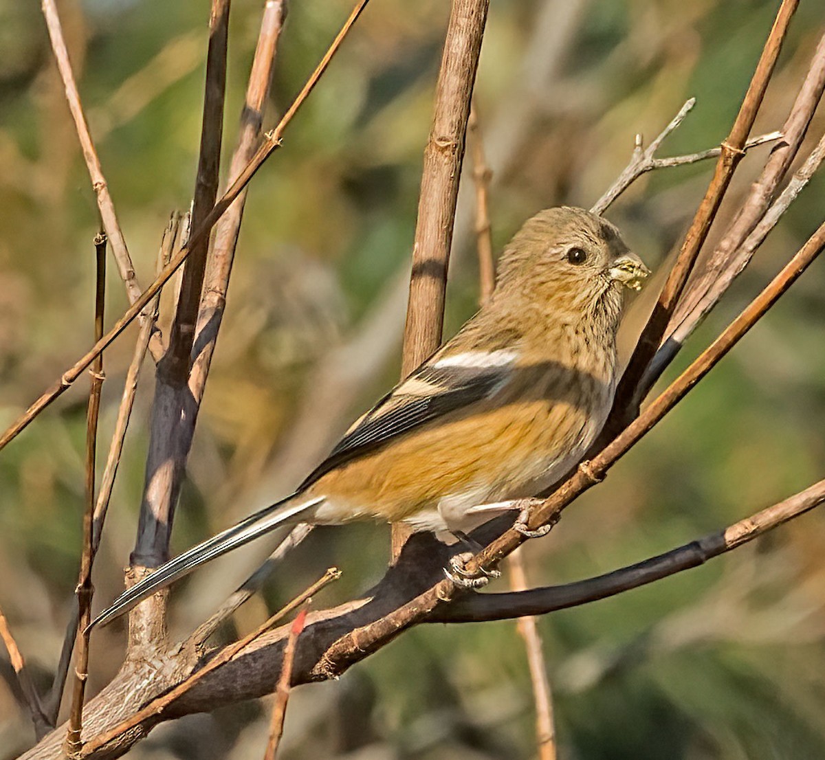 Long-tailed Rosefinch - ML645634692