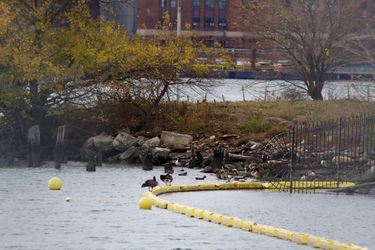 Нерозень - ML645634693