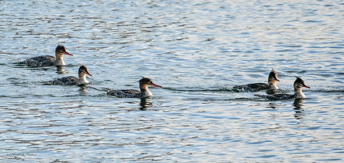 Red-breasted Merganser - ML645634699