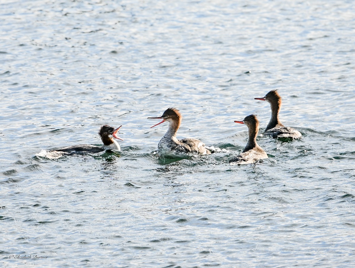 Red-breasted Merganser - ML645634700