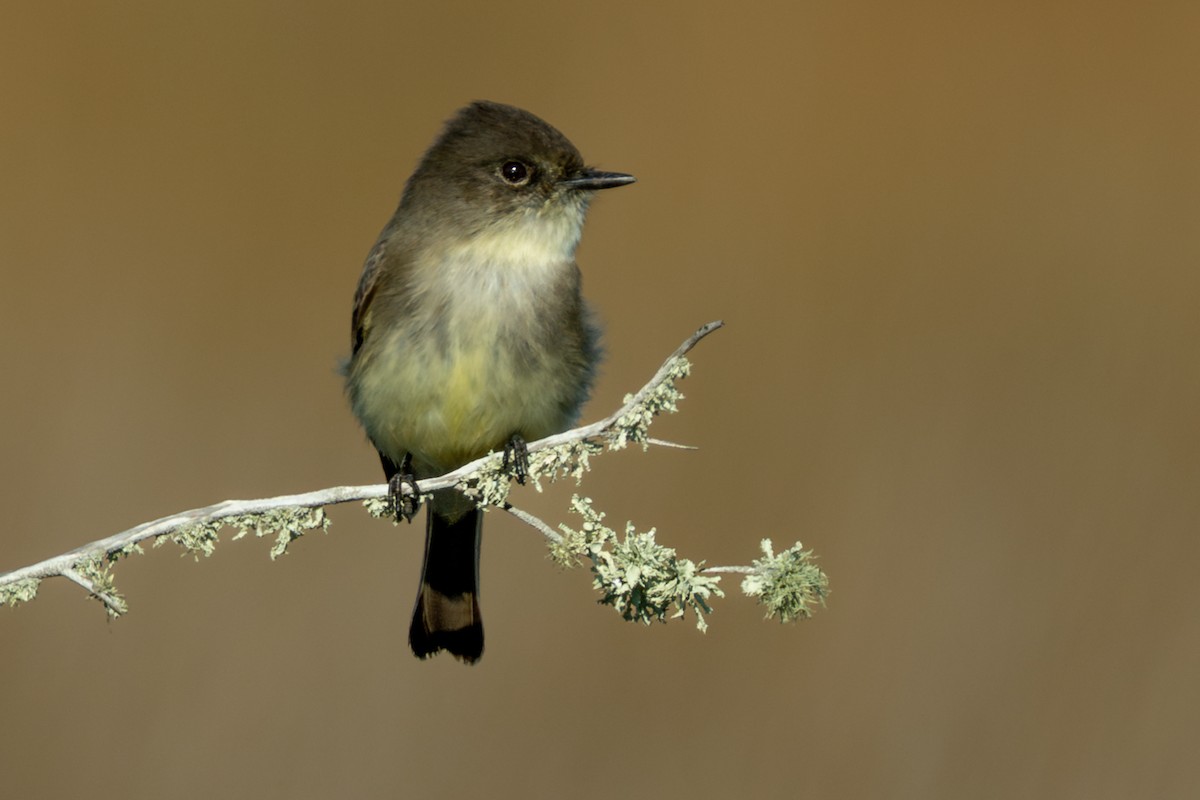 Weißbauch-Phoebetyrann - ML645634702