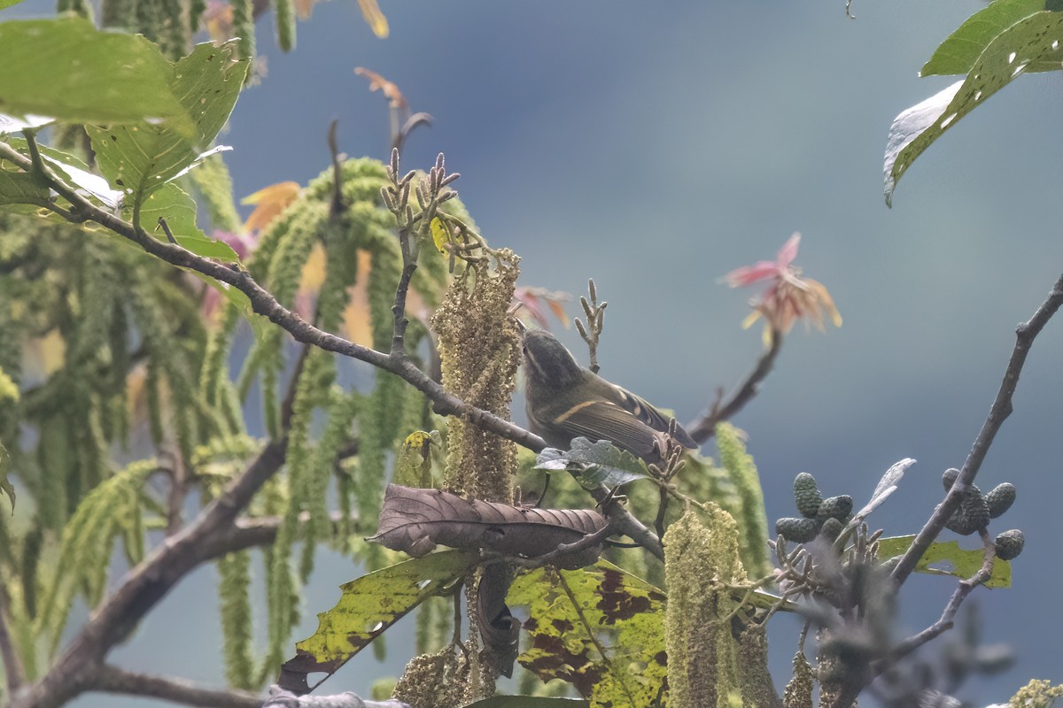 Buff-barred Warbler - ML645634713