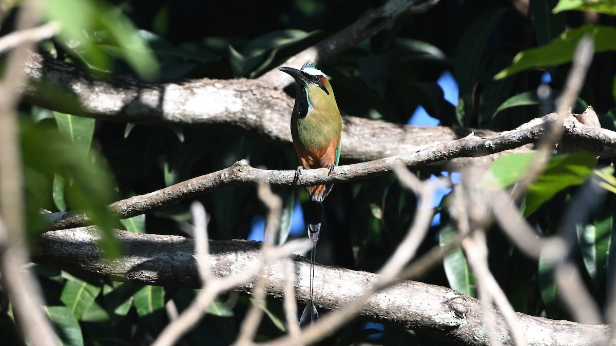 Момот рудочеревий - ML645634729