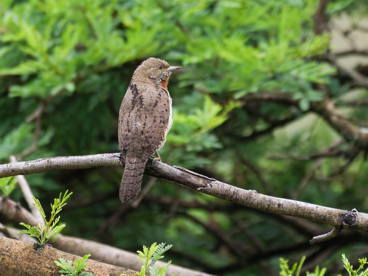 Red-throated Wryneck - ML645634742