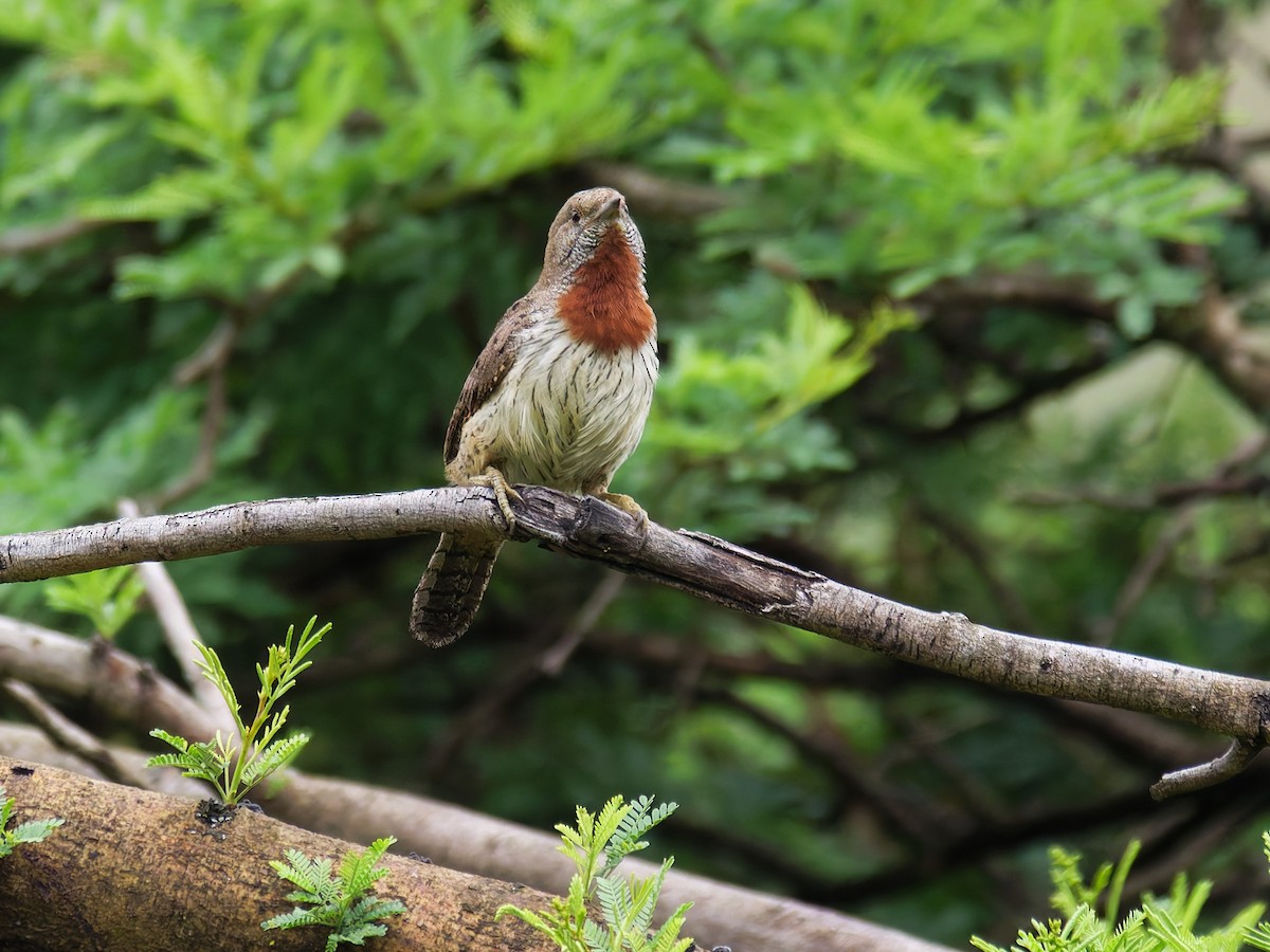 Red-throated Wryneck - ML645634743