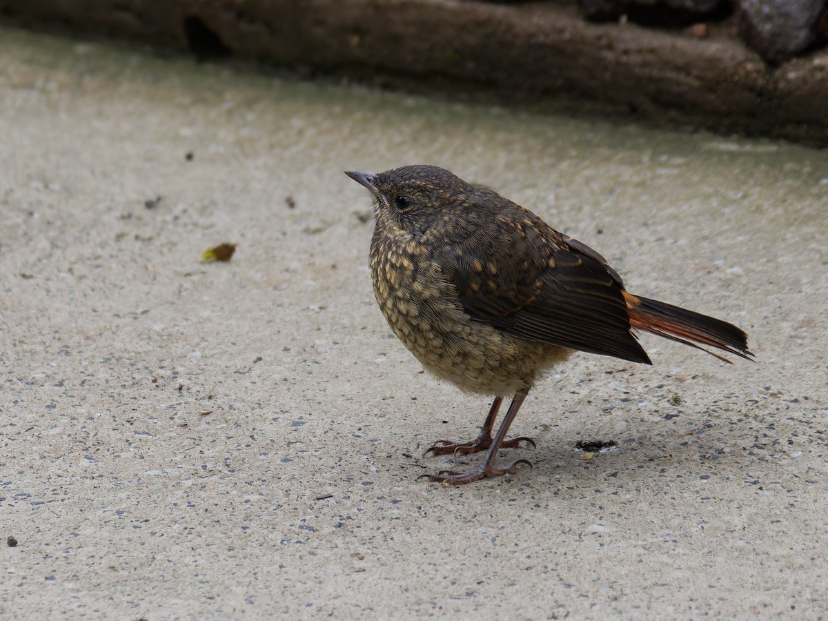 Cosifa Cafre - ML645634748