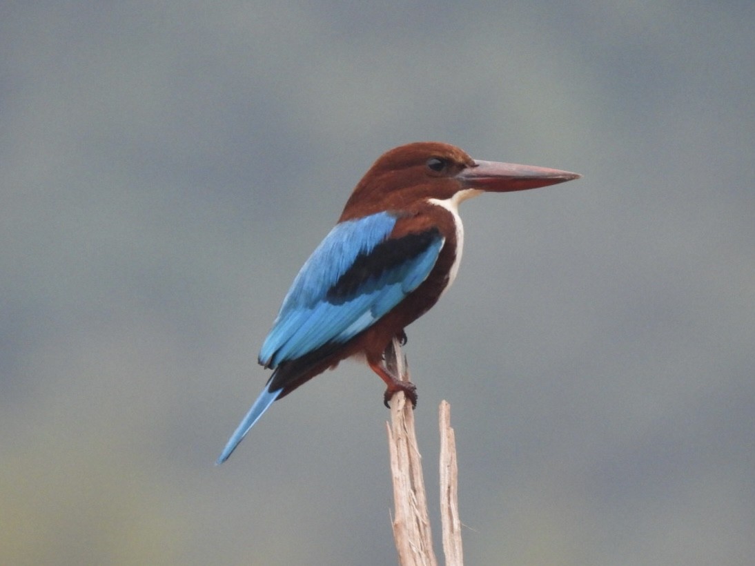 Alción de Esmirna - ML645634749