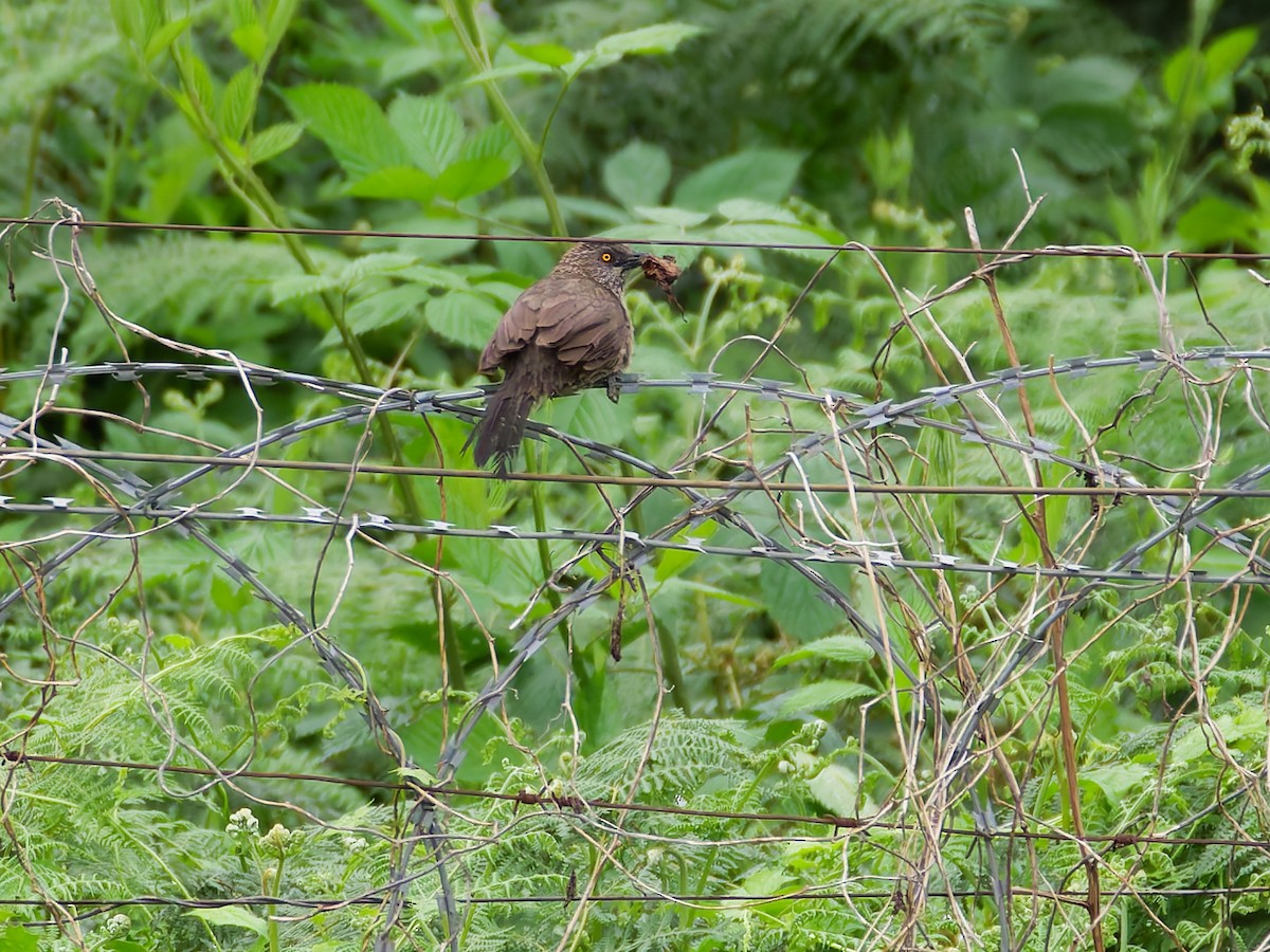 Turdoide de Jardine - ML645634751