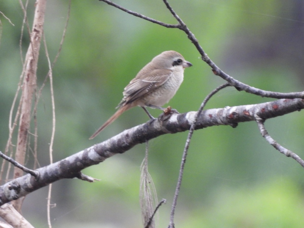 Alcaudón Pardo - ML645634752