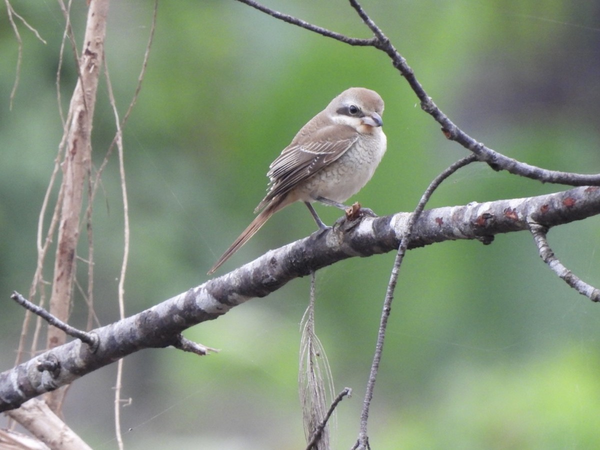 Alcaudón Pardo - ML645634753