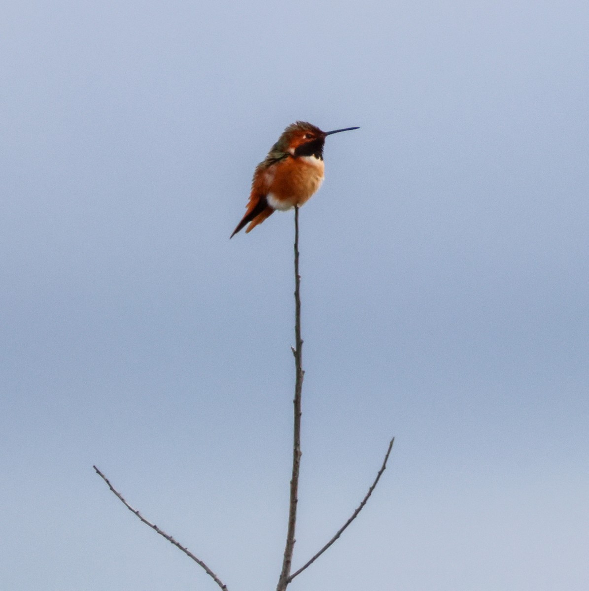 Colibrí de Allen - ML645634754