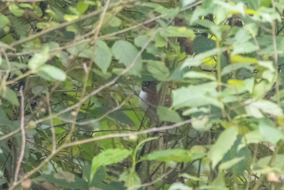 Charlatán Flanquigrís - ML645634755