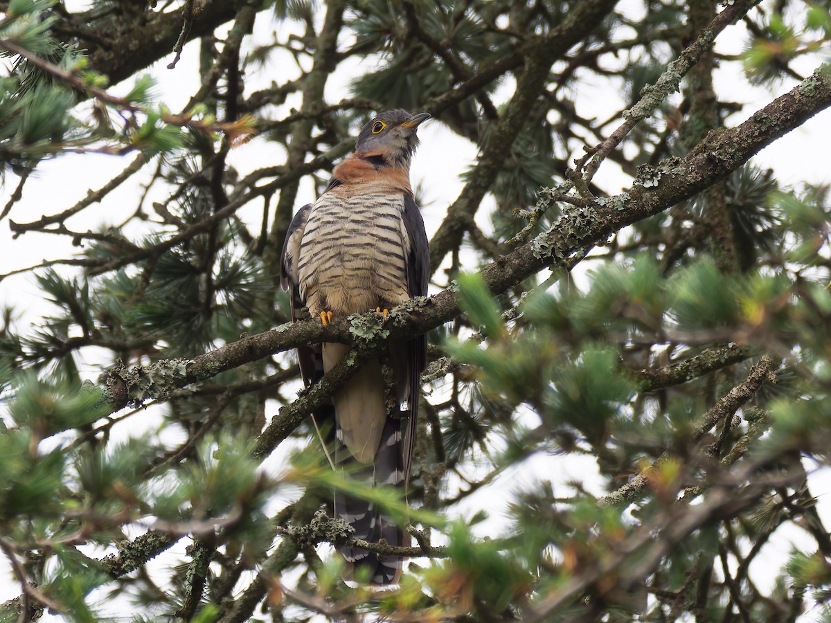 Cuco Solitario - ML645634756