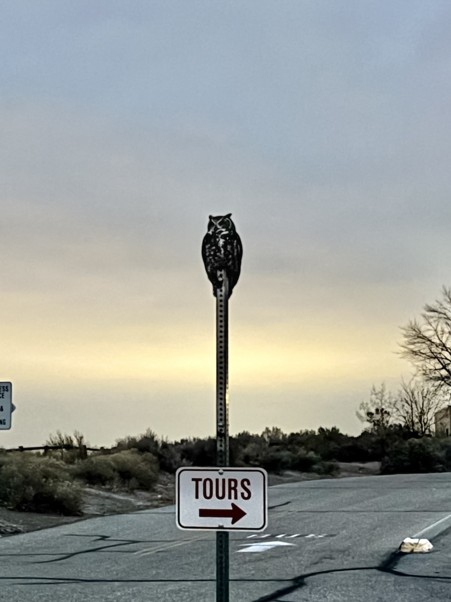 Búho Americano - ML645634759