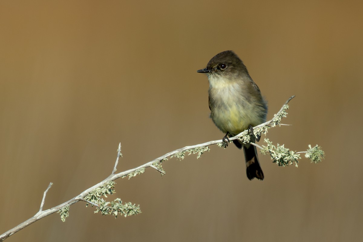 Mosquero Fibí - ML645634766