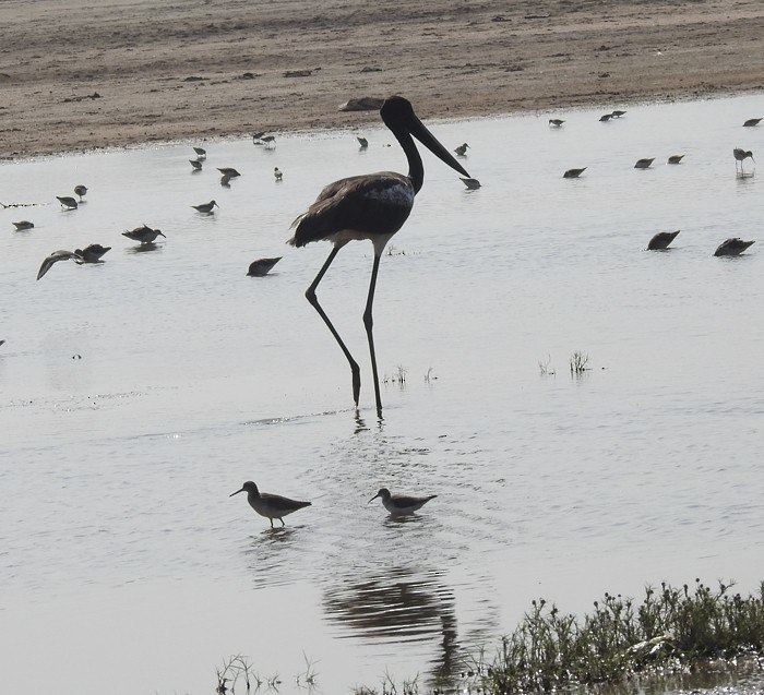 Jabirú Asiático - ML645634767