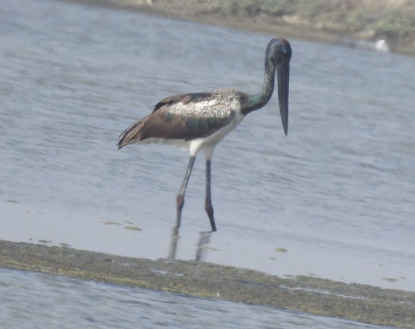 Jabirú Asiático - ML645634771