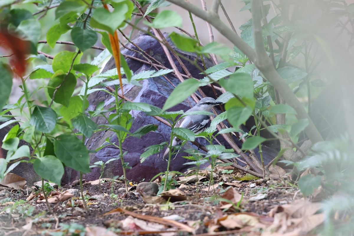 Oruguero Pío - ML645634772