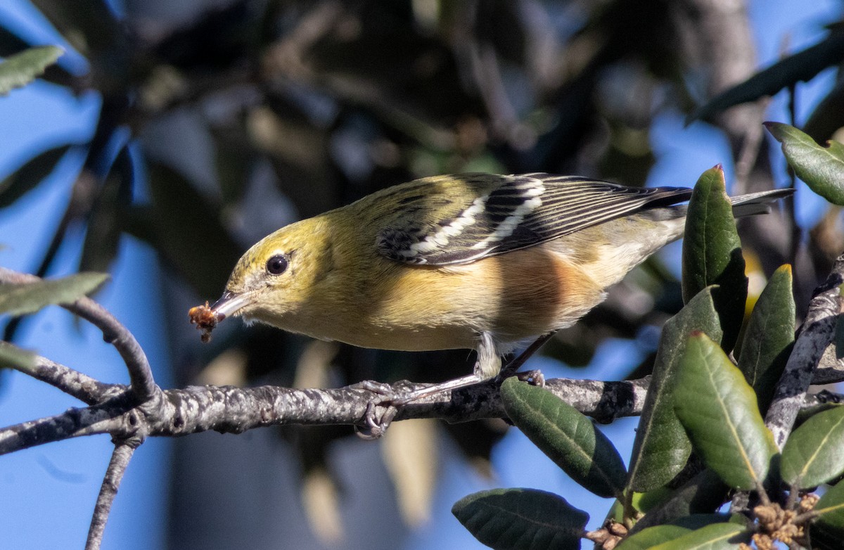 Bay-breasted Warbler - ML645634773