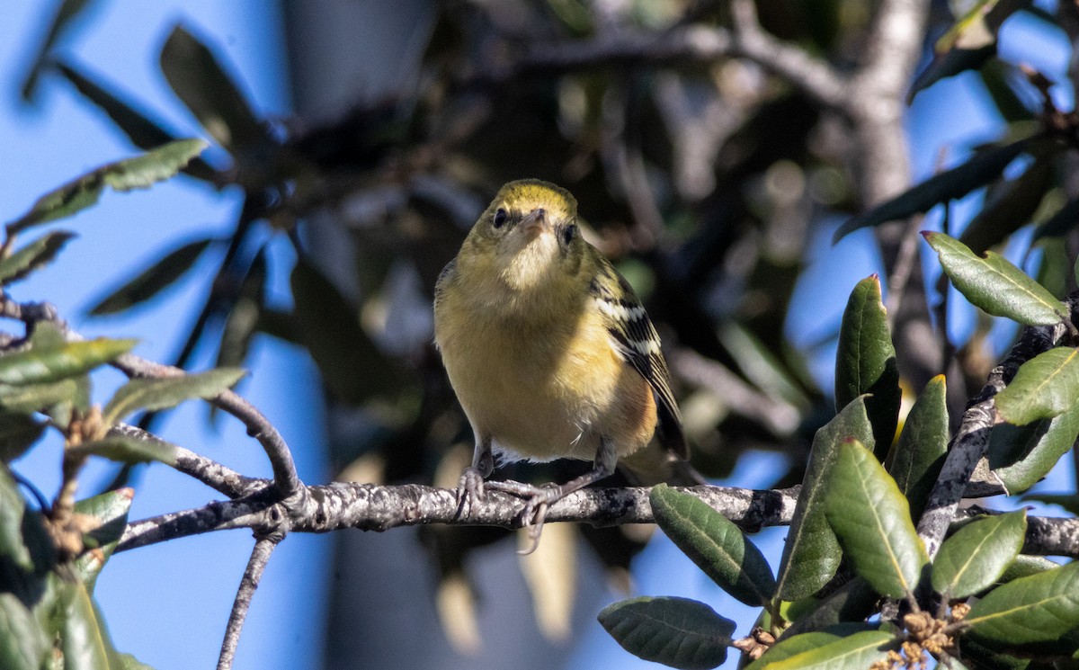 Bay-breasted Warbler - ML645634780