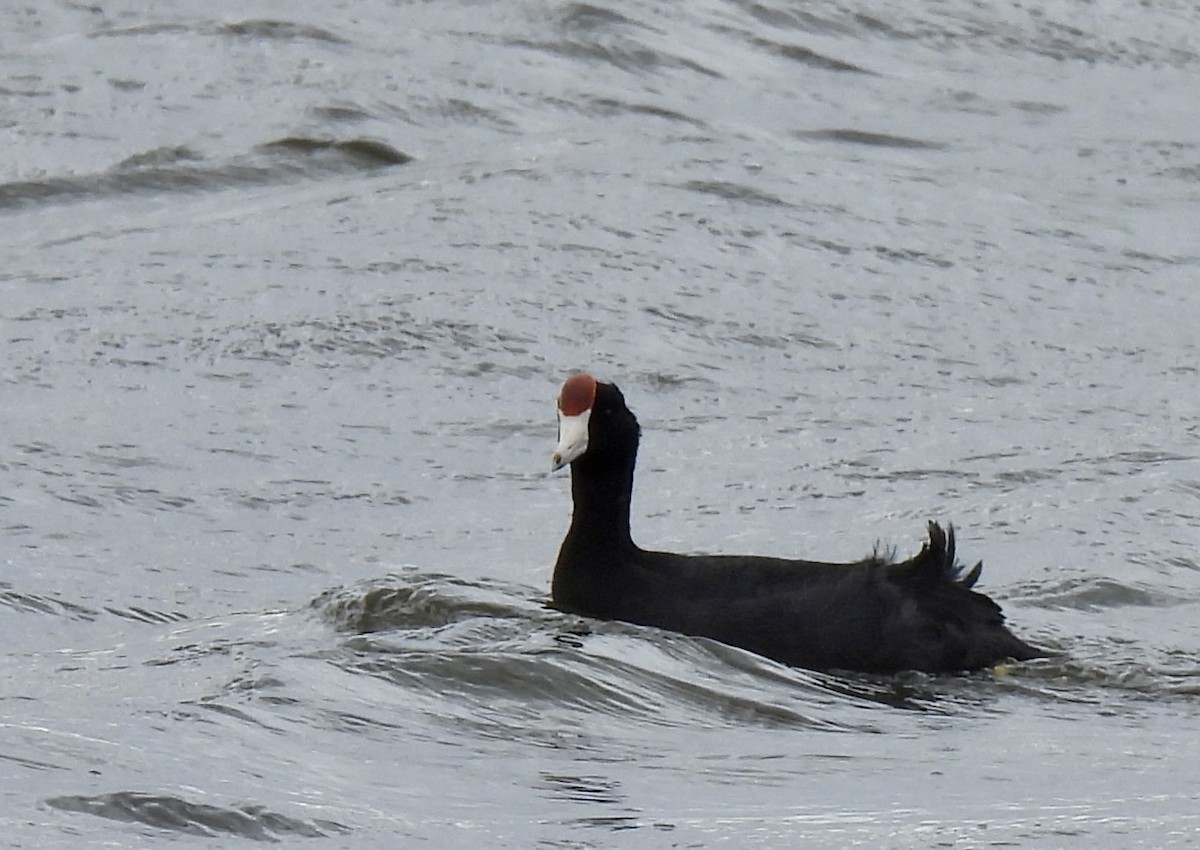 Focha Hawaiana - ML645634782