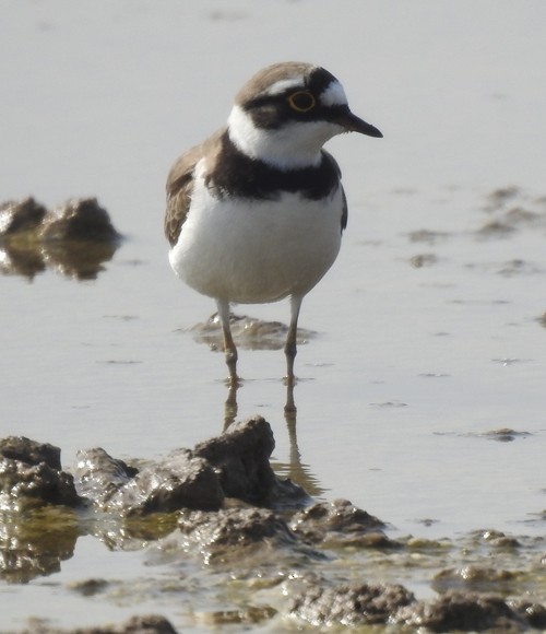 Chorlitejo Chico - ML645634783