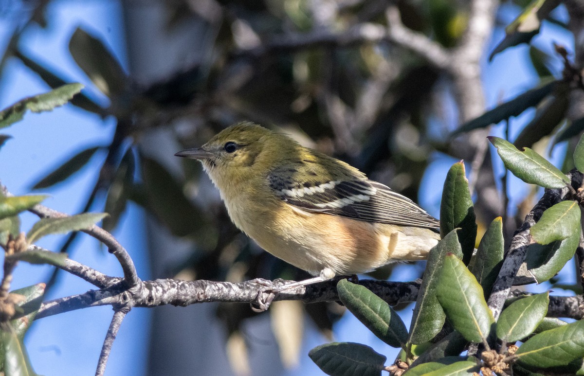 Bay-breasted Warbler - ML645634786