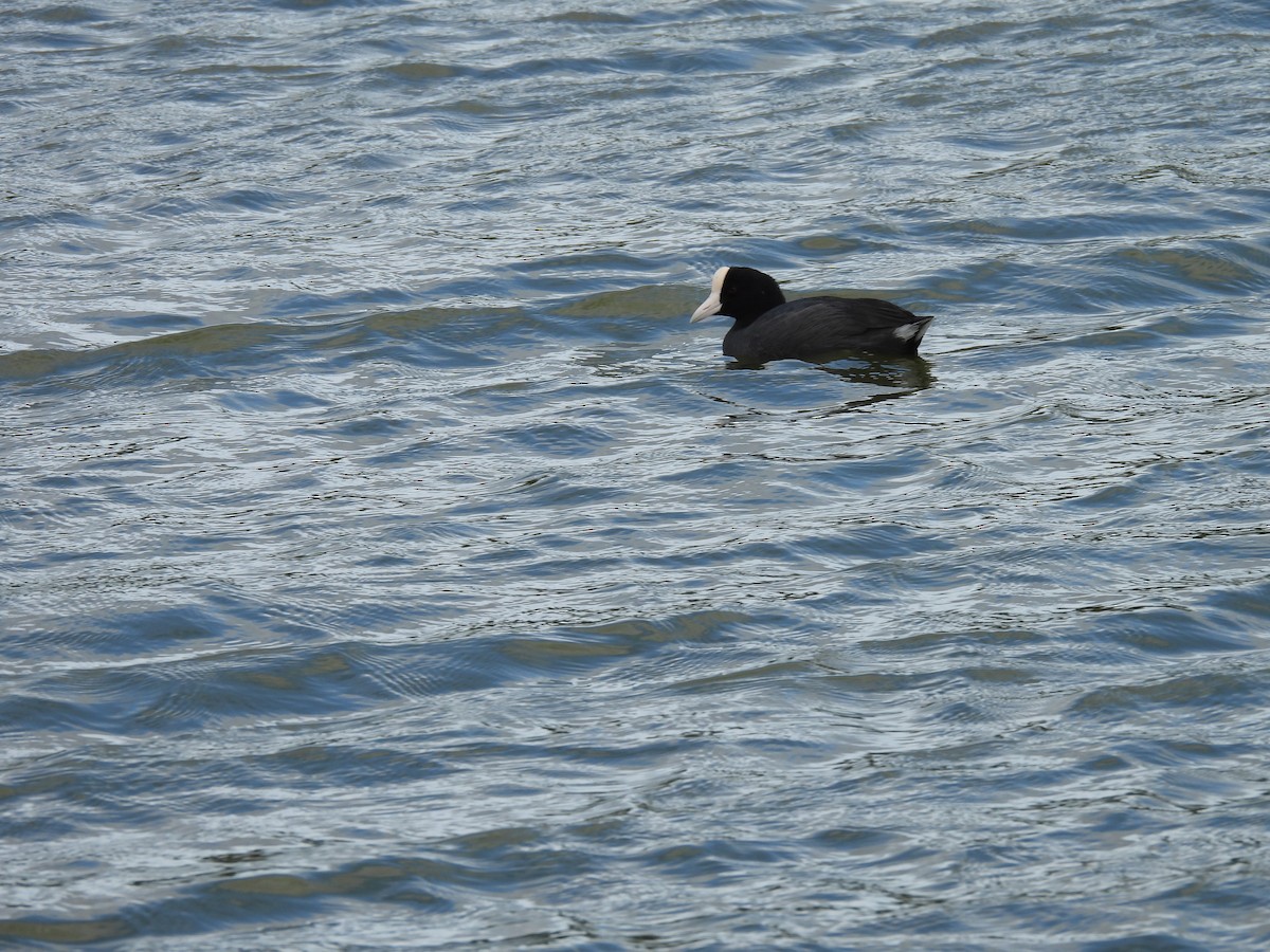 Focha Hawaiana - ML645634787