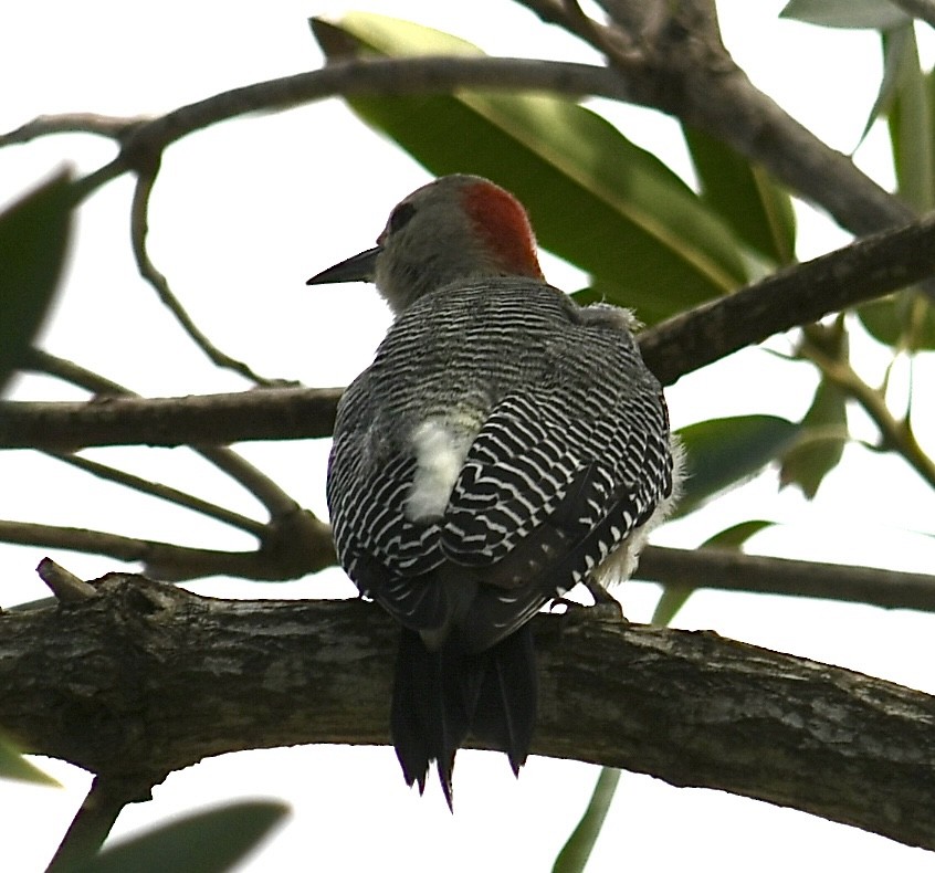 Carpintero Frentidorado - ML645634788