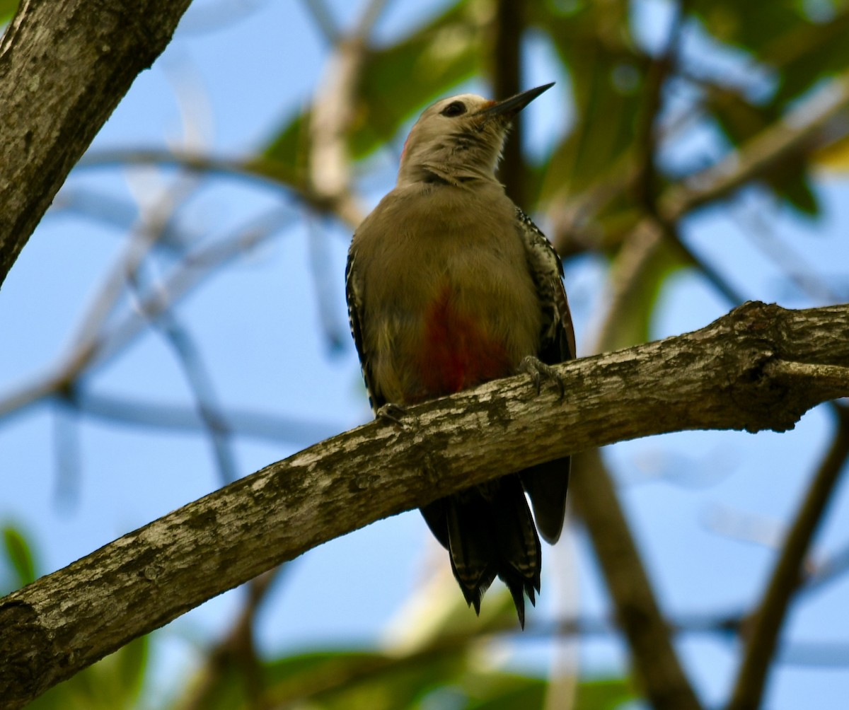 Carpintero Frentidorado - ML645634789