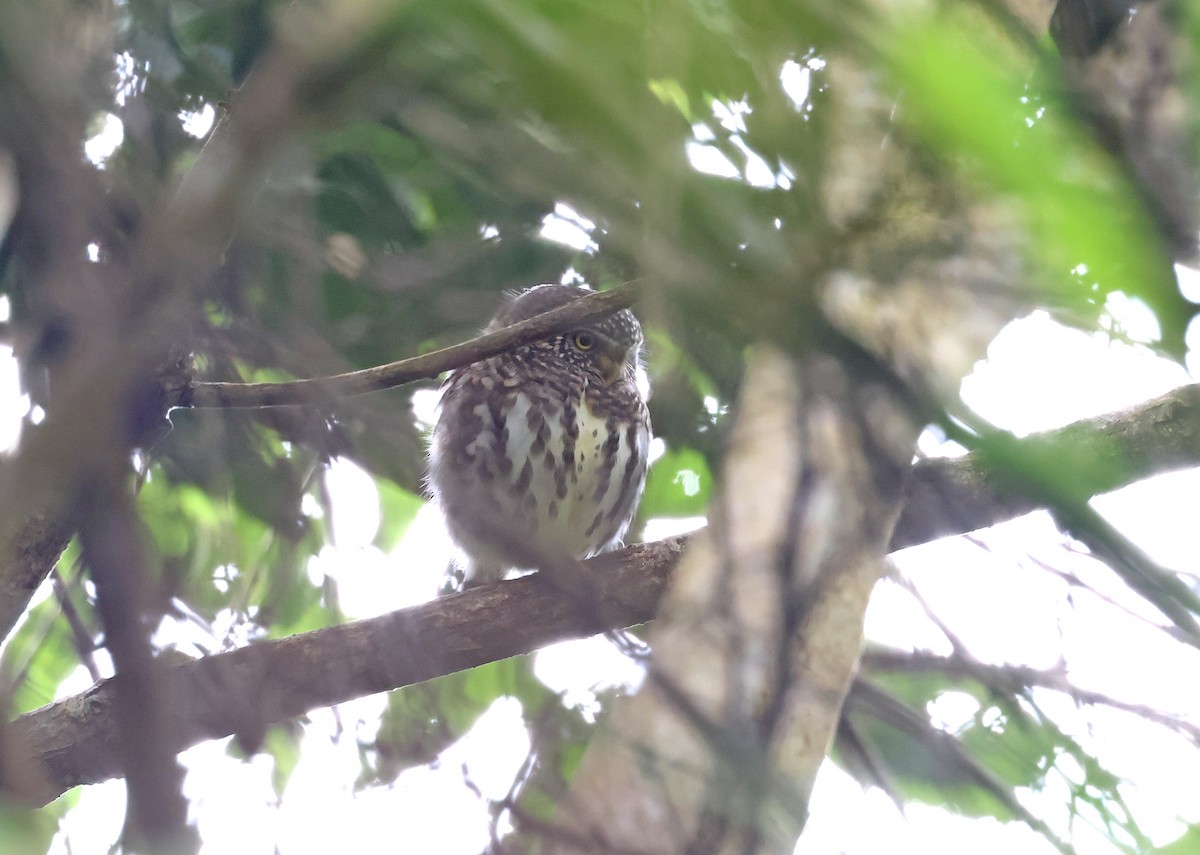 Mochuelo Acollarado - ML645634796