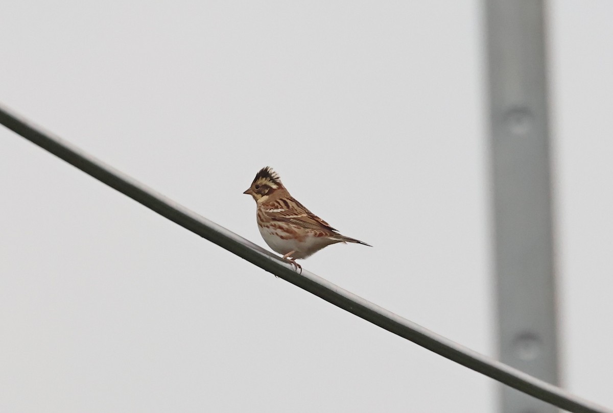 Escribano Rústico - ML645634797