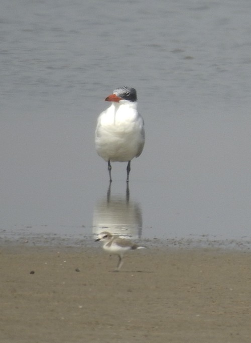 Pagaza Piquirroja - ML645634799