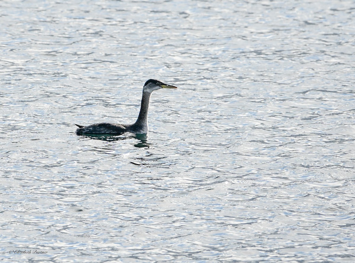 Somormujo Cuellirrojo - ML645634800