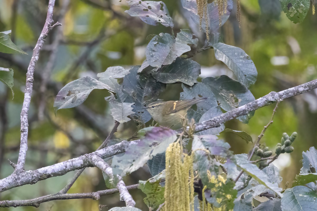 Buff-barred Warbler - ML645634803
