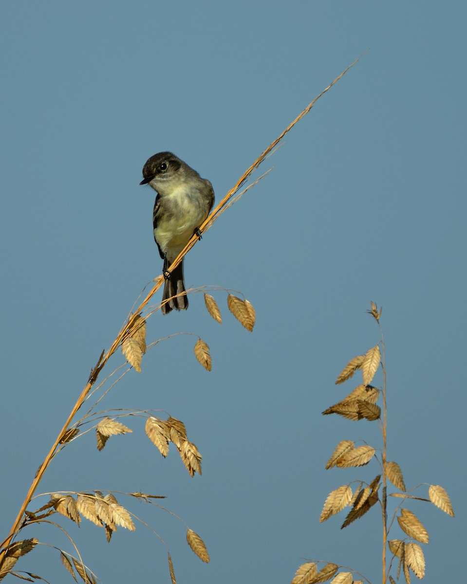 Weißbauch-Phoebetyrann - ML645634814