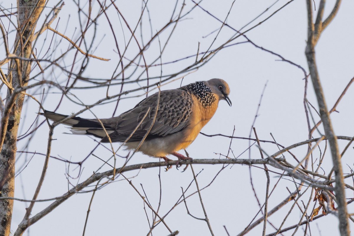 珠頸斑鳩 - ML645634819