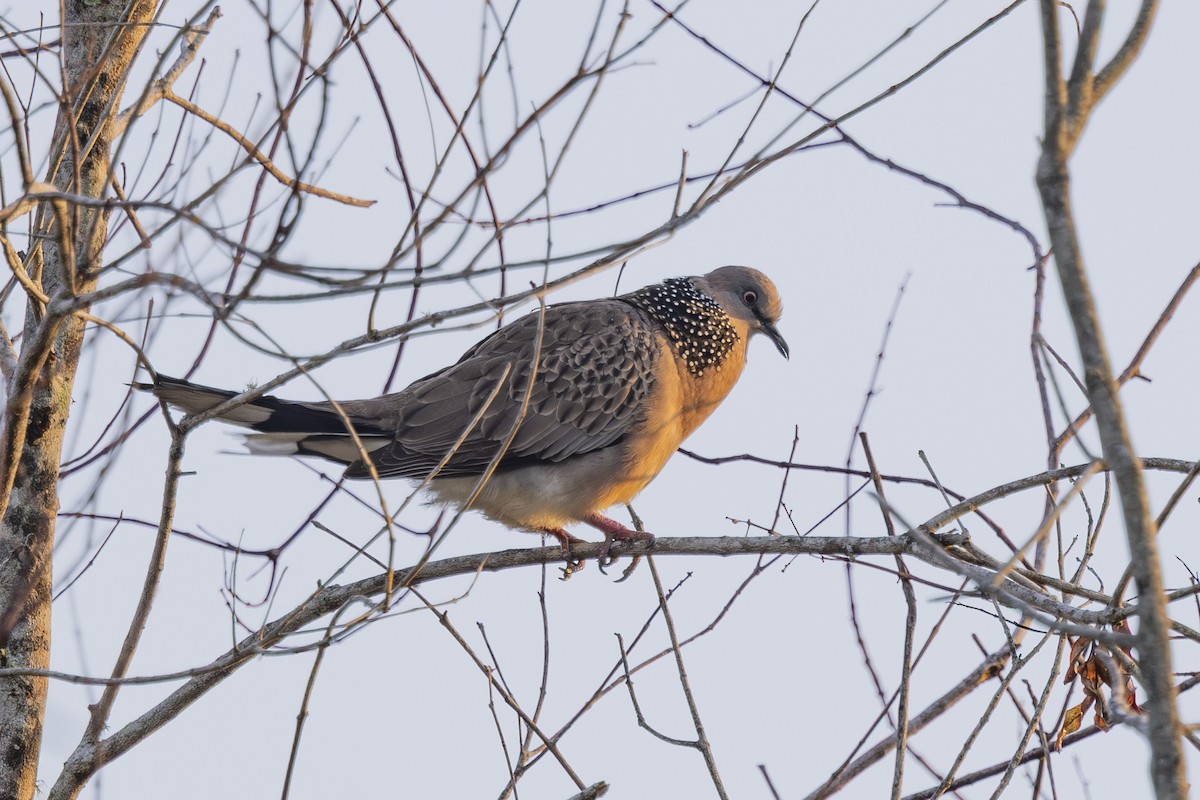 珠頸斑鳩 - ML645634820