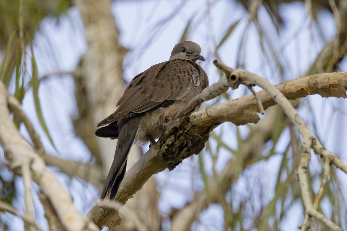 珠頸斑鳩 - ML645634822