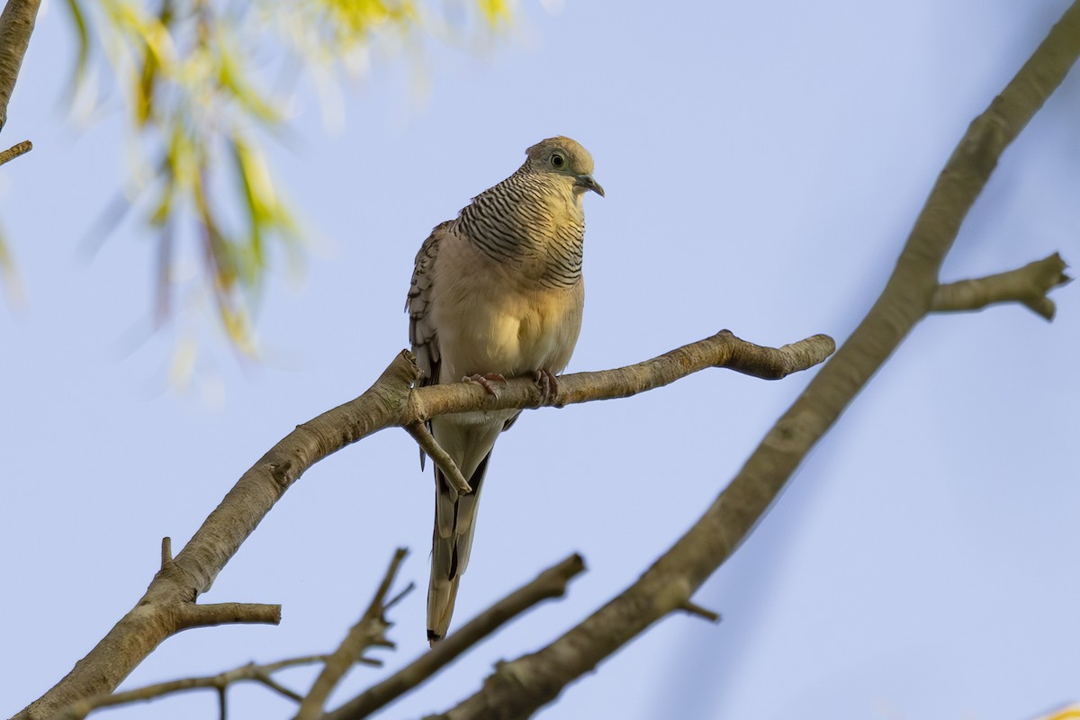 Peaceful Dove - ML645634826