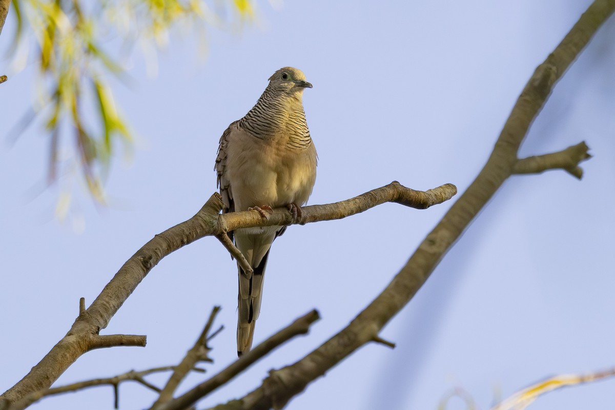 Peaceful Dove - ML645634827