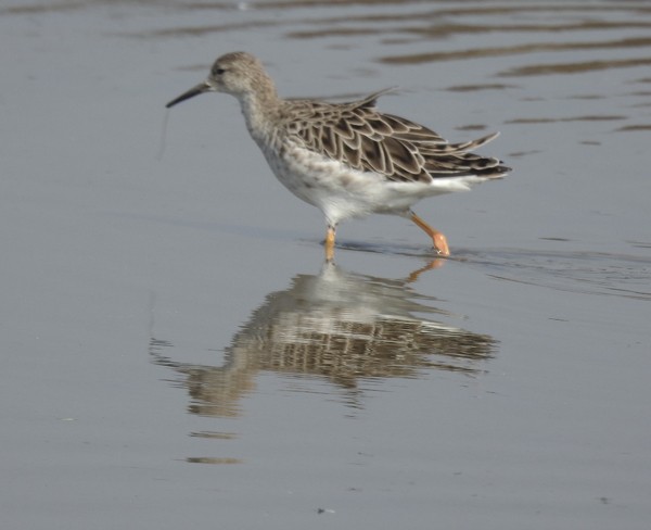 流蘇鷸 - ML645634828