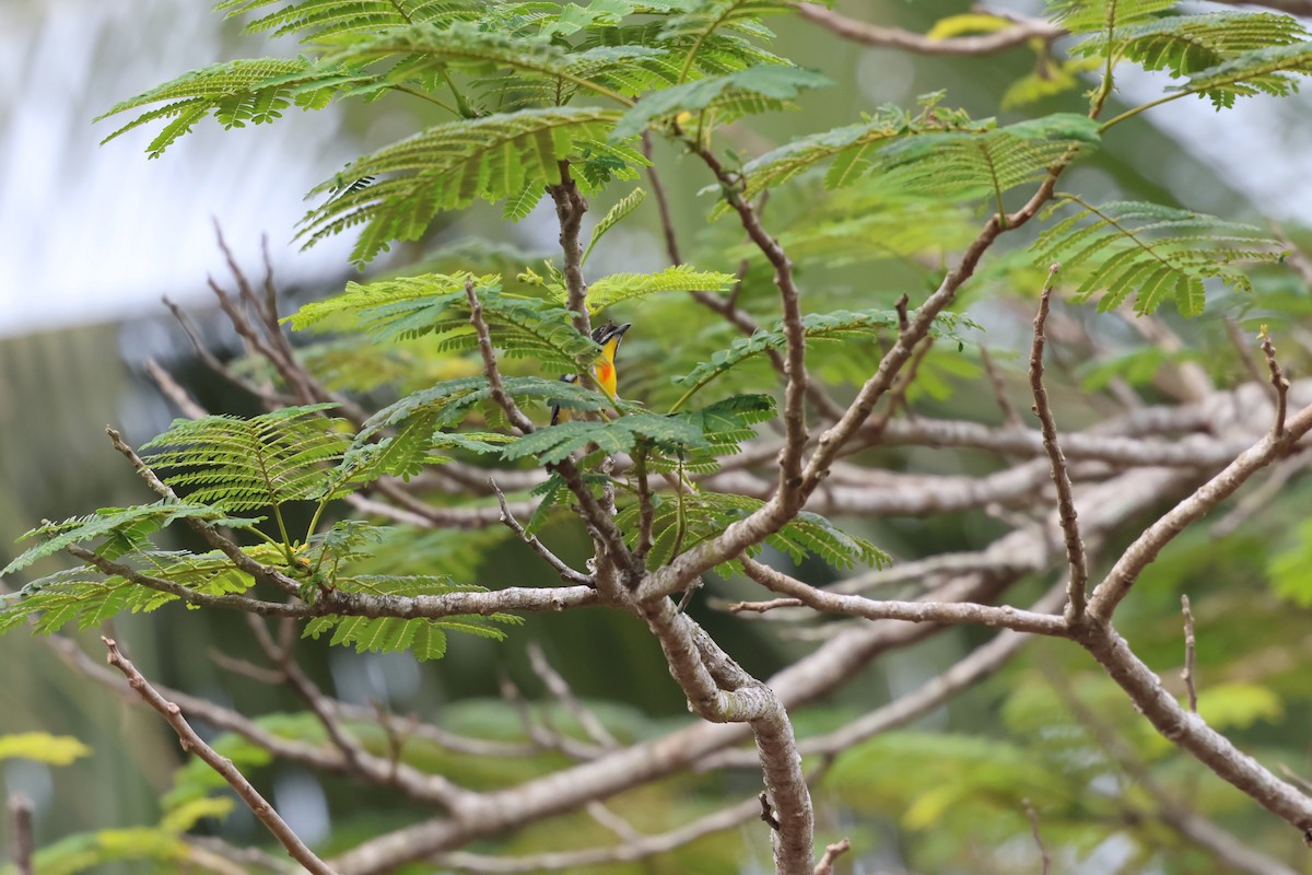 Palawan Flowerpecker - ML645634829