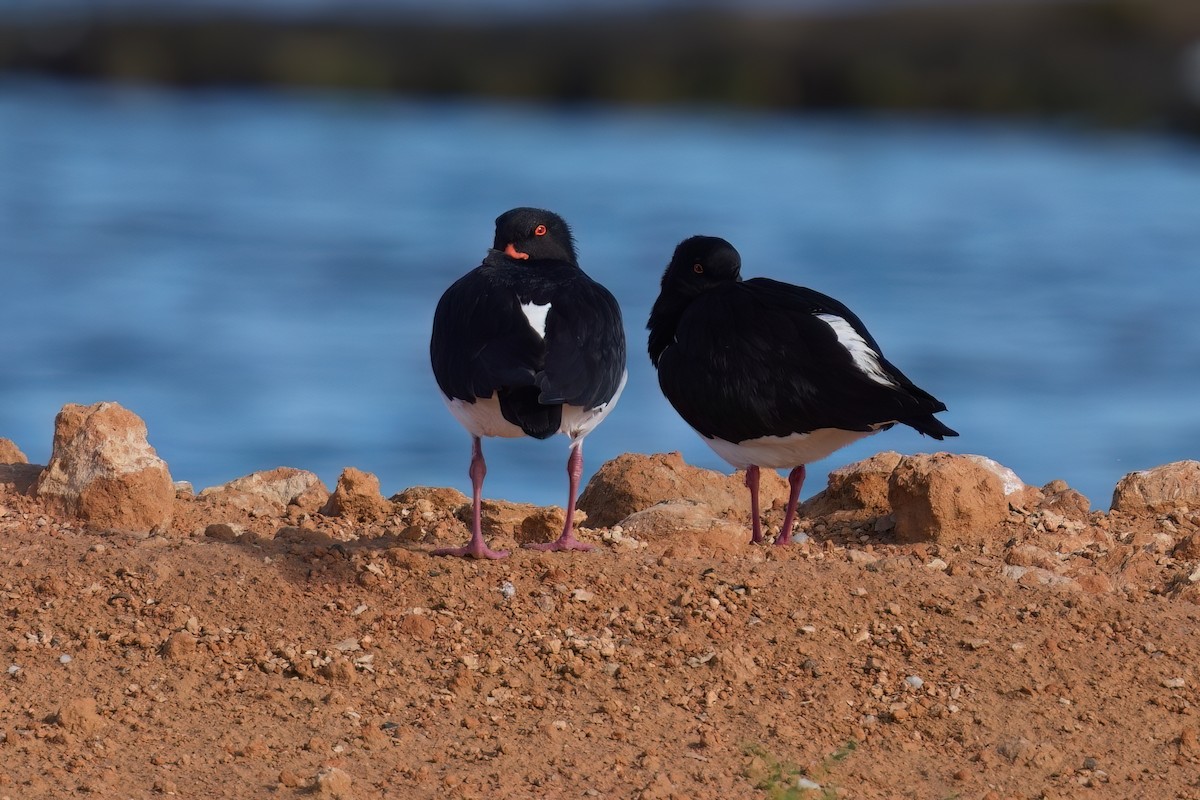 Pied Oystercatcher - ML645634831
