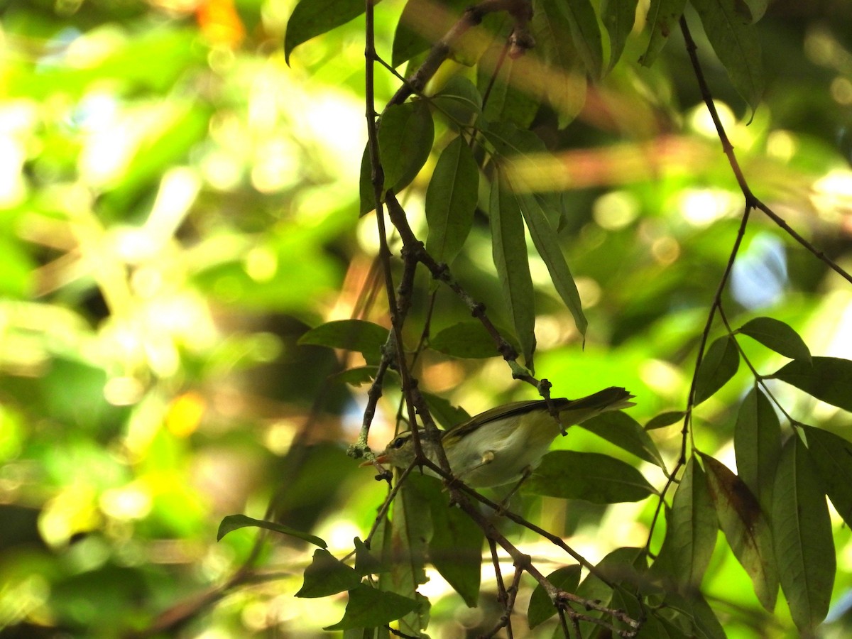 冠羽柳鶯 - ML645634832