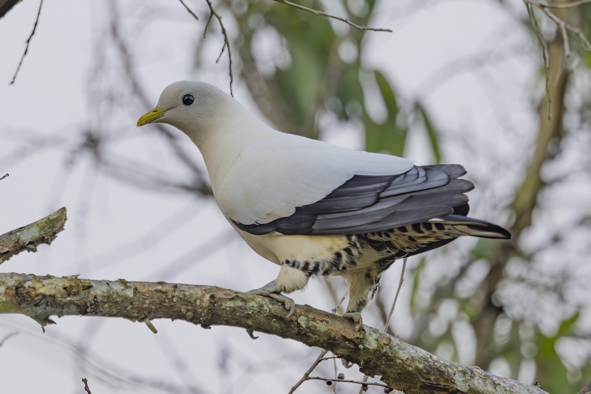 Torresian Imperial-Pigeon - ML645634834