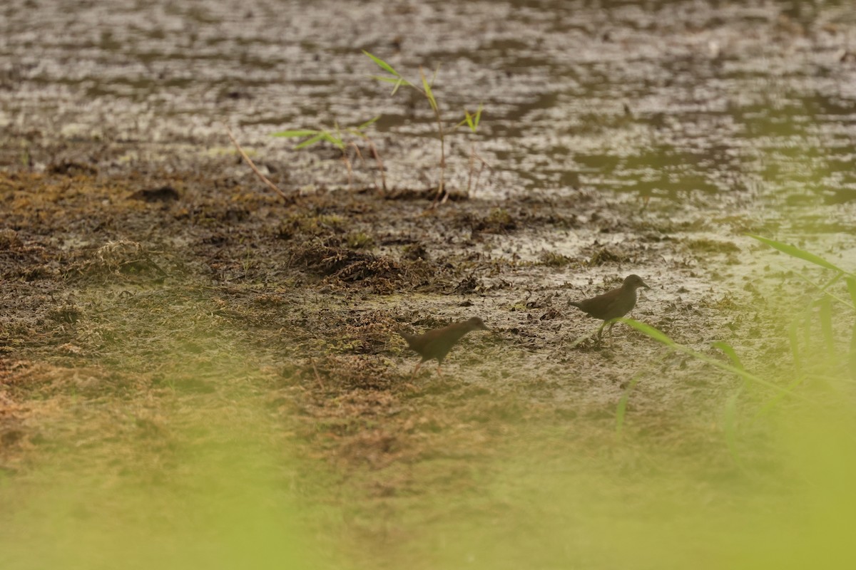 Polluela de Tongatapu - ML645634835